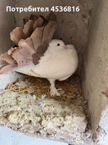 Продавам фенерлии, снимка 5 - Гълъби - 53898081