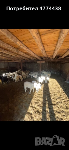 Продавам родопски агнета 