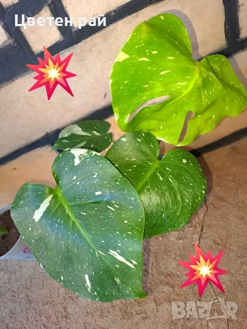 Комплект от три вида monstera, може и по отделно, снимка 11 - Стайни растения - 56123987