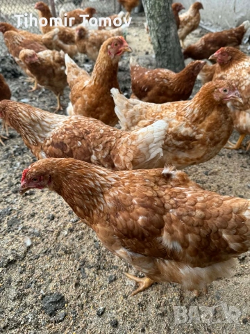 продавам ярки ломан браун , снимка 4 - Кокошки и пуйки - 53878189