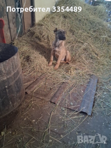 Белгийска овчарка, снимка 5 - Белгийска овчарка - 52791194