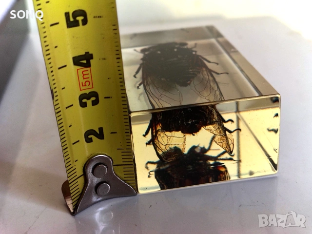 Страхотна Колекция Хербарий От Буболечки,Насекоми, снимка 10 - Колекции - 53137155