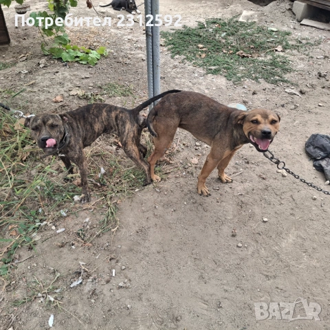 Продават се питбулчета!, снимка 7 - Питбул - 53116907