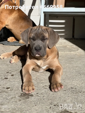 Кане Корсо, снимка 4 - Кане корсо - 52669037