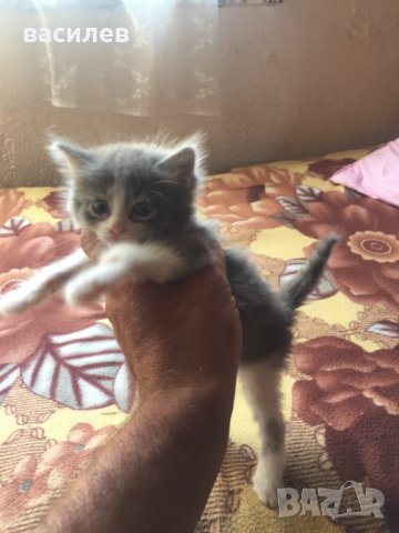 Ангорски котки: Продавам ангорка котка - обяви на ТОП цени — Bazar.bg