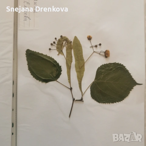 Систематичен хербарий, снимка 3 - Ученически пособия, канцеларски материали - 53371016