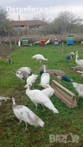 продавам пауни сребърни ,сребърни арлекини,Бели ,обикновени Индийски , снимка 7 - други­ - 52380620