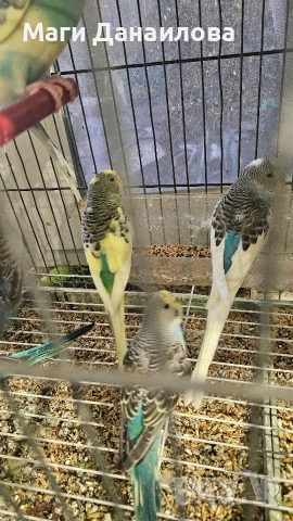 Свободни папагали, снимка 5 - Папагали - 54031471