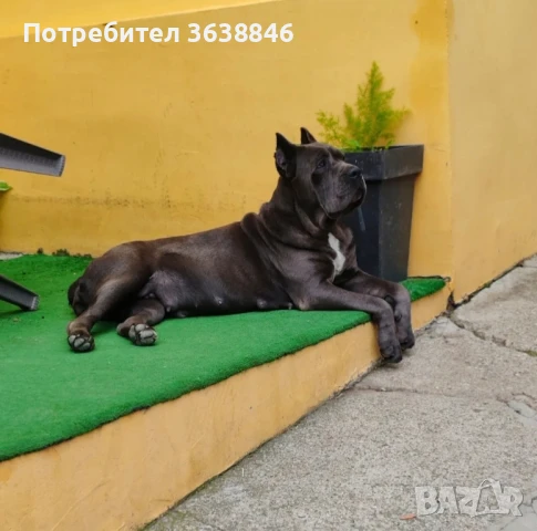 Кане корсо, снимка 2 - Кане корсо - 51000391