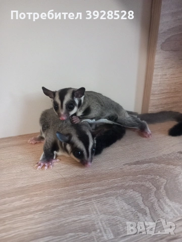 Захарни катерички , снимка 4 - Други - 54079710