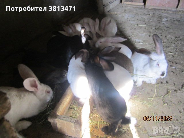 зайци и патeшки яйца, снимка 7 - Патици и гъски - 42446270