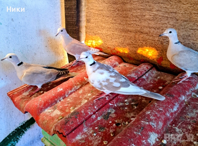 Две двойки  скумрийки , снимка 4 - Гълъби - 52848287