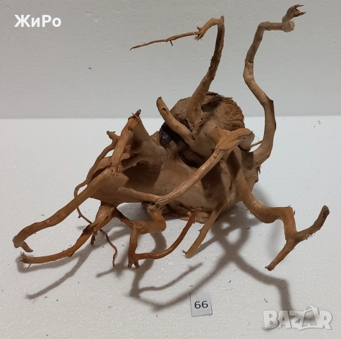 Корен от Азалия /декорация/ 66, снимка 3 - Други - 54102458