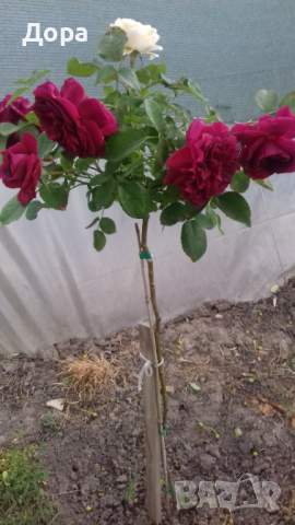 Щамбови рози, цветово разнообразие., снимка 1 - Градински цветя и растения - 44639785