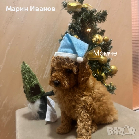 Мини пуделчета с две ваксини!, снимка 6 - Пудели - 52806037