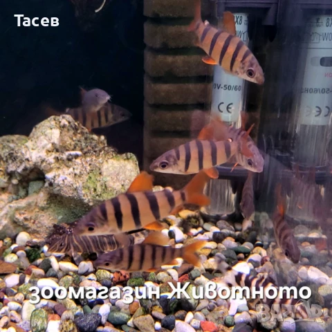 Дистиходус 6см, снимка 1