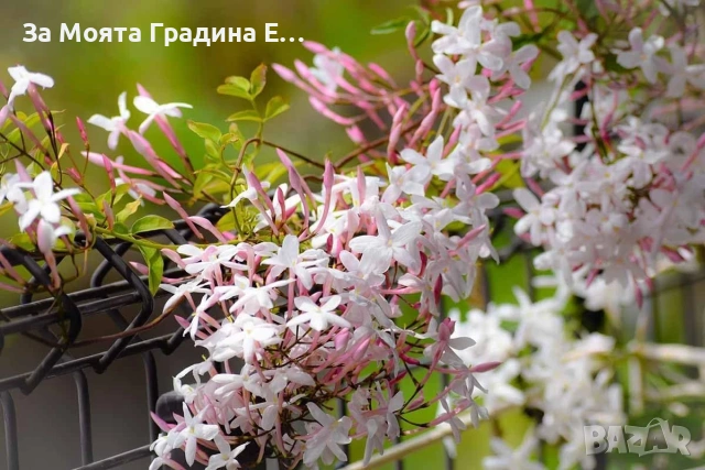 Жасмин 4 цвята