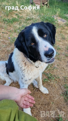 продавам породисти кученца на 40дена-Каракачанки, град Враца, снимка 15 - Каракачанска овчарка - 54187879