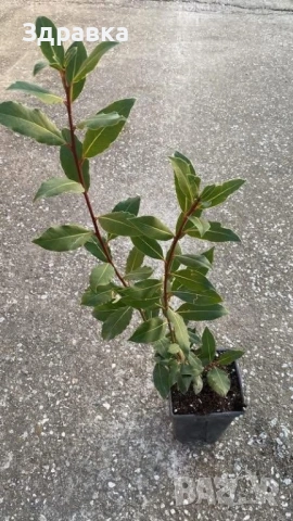 Дафинов лист 80-90см