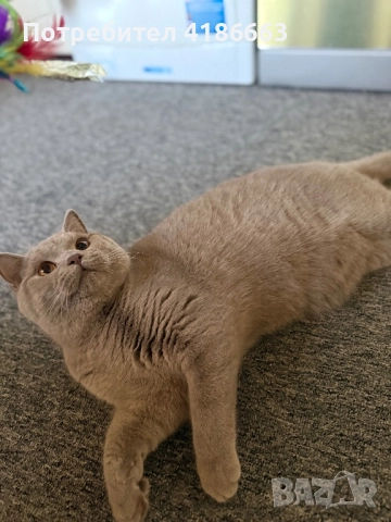 Британска късокосместа цвят люляк за разплод , снимка 11 - Британска късокосместа - 52412010