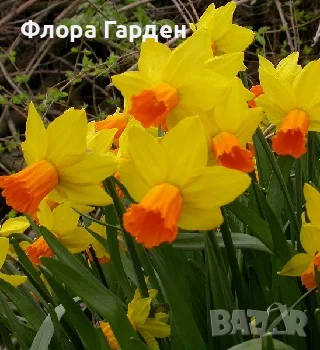 Луковици НАРЦИС, снимка 14 - Градински цветя и растения - 56336423
