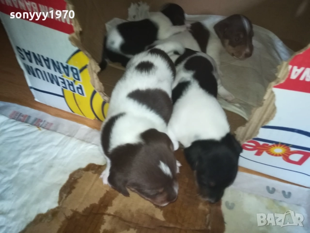 ДЖАК РЪСЕЛ 0509251724, снимка 11 - Джак ръсел териер - 51618265