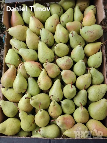Продавам Попска круша, снимка 2 - Домашни продукти - 56252600