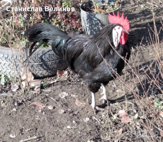 Продавам петел испанска Белолика 