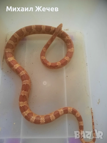 Продавам царевичен смок, снимка 2 - Змии - 53029962