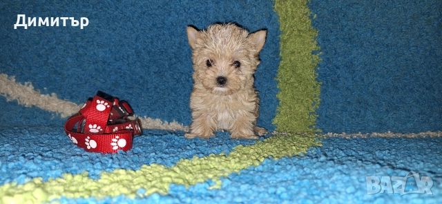 Йоркширски териер