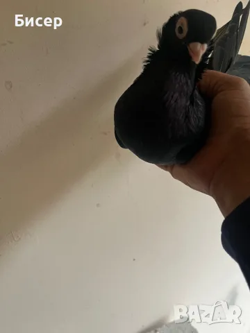 Шуменски гълъби