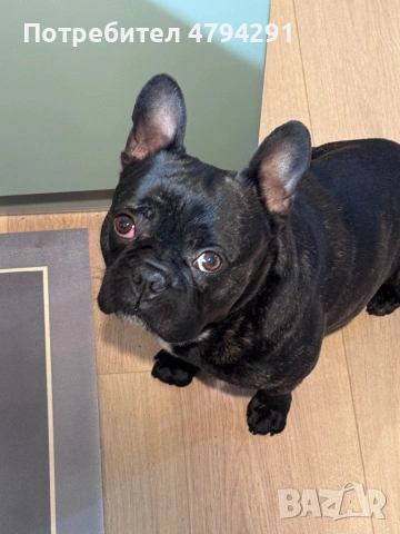 Мъжки Френски булдог търси дама, снимка 5 - Търси партньор - 54169083