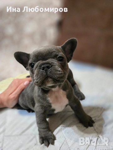 Малки сладки Френски булдочета