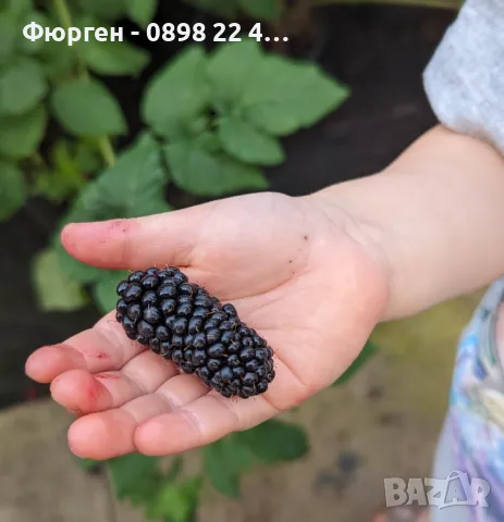 Къпина карака блек - Karaka Black, снимка 1 - Разсади - 48656907