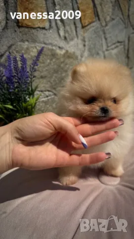 Продавам померани