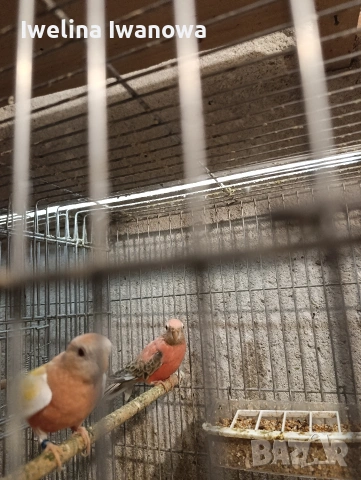 Продавам неофеми , снимка 6 - Папагали - 54322117