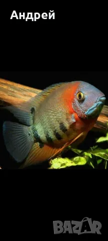 Северум Red shoulder 