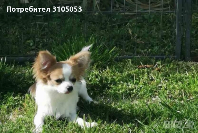 Чихуахуа , снимка 4 - Чихуахуа - 47738532