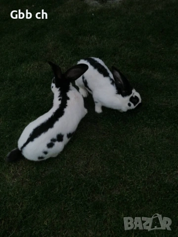 Зайци различна възраст , снимка 3 - За селскостопански - 54301013