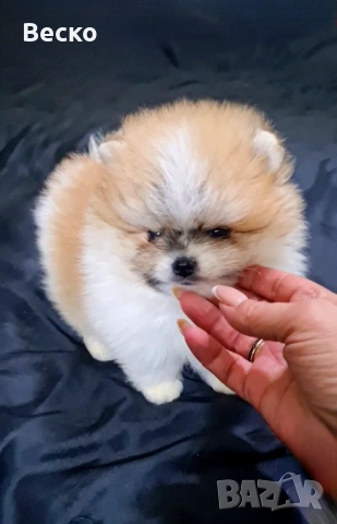 Померан мини мъжко , снимка 7 - Померан - 53321775