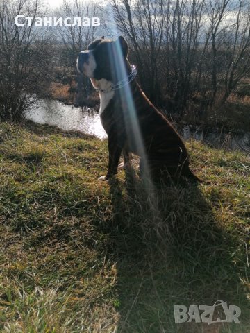 Тигров питбул за разплод ... , снимка 3 - Питбул - 31691648