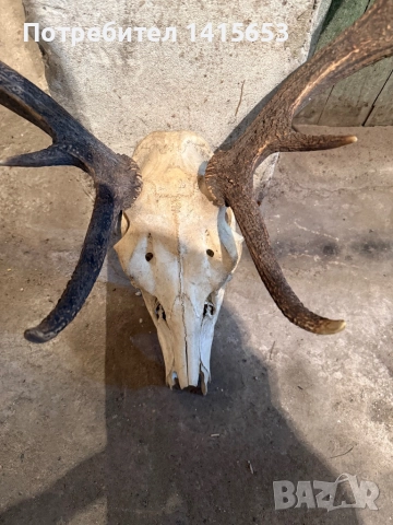 Продавам трофей от слъндак, снимка 6 - Антикварни и старинни предмети - 52950000