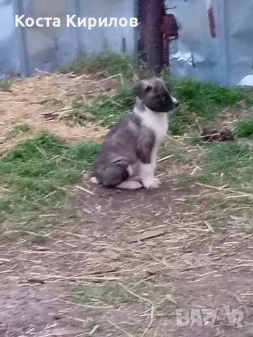 кученца, снимка 2 - Крави - 52559321