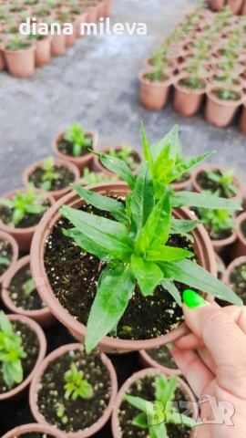 Пенстемон червен,Penstemon polaris Red, студоустойчив, снимка 7 - Градински цветя и растения - 54093426