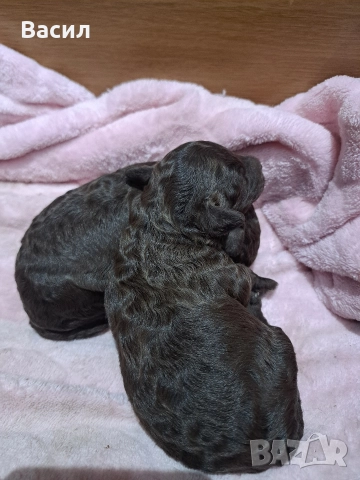 той пудел шоколад 