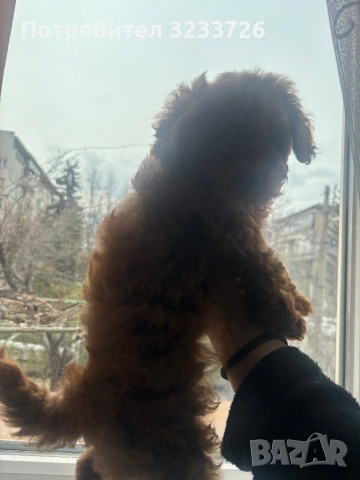 Той пудел ( teacup )