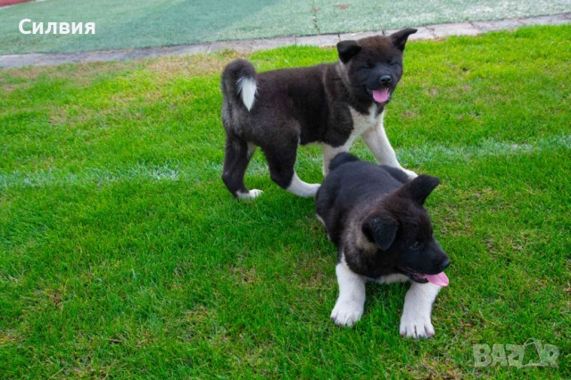 Американска акита