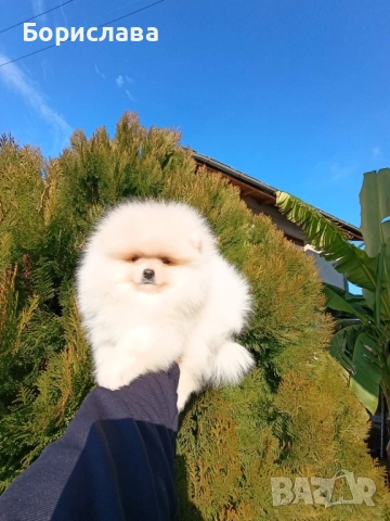 Момченца померани търсят любящи стопани , снимка 2 - Померан - 52790691