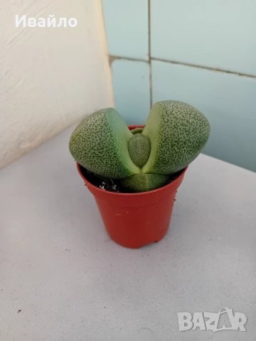 Живи камъчета - Lithops, снимка 7 - Градински цветя и растения - 33193359