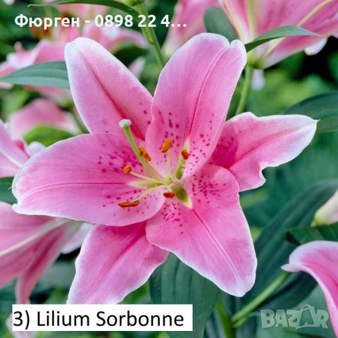 Луковици на Лилиум Приемаме поръчка за след 25 ти февруари 2026г, снимка 3 - Разсади - 53058732